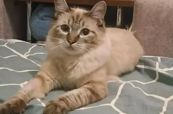 Найдена кошка, Иркутск, фото: Найдена кошка, улица Маршала Конева, 30Б, Иркутск - похожа на Невскую маскарадную