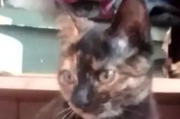 Пропала кошка, Объездная дорога, Миасс - трёхшерстная, домашняя - photo