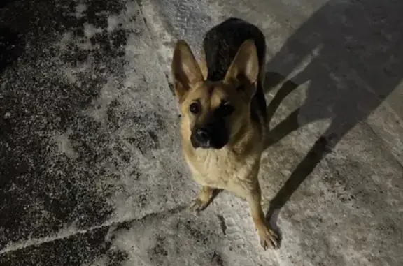 Найдена собака, Челябинск, фото: Найдена собака, улица Островского, Челябинск - потерянная и напуганная