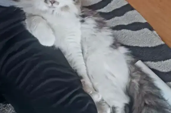 Найдена кошка, Воронеж, фото: Найдена кошка, улица Чебышева, Воронеж - без ошейника, явно домашний