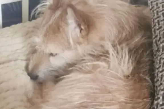 Пропал собака, мужской, Скуратовская улица, Тула - возможно дезориентирован - photo