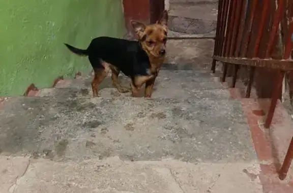 Найдена собака, Жуково, фото: Найден собака, мужской, улица Мира, 59, Жуково