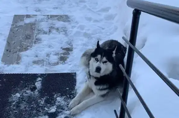 Найдена собака, Новинки, фото: Найден собака мужской, Центральная улица, 16, Новинки - хаски с разными глазами