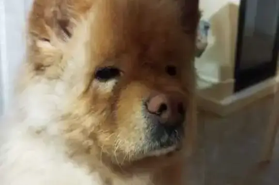 Пропал собака, Ульяновка, Ленинградская область - рыжий окрас, чипирован - photo