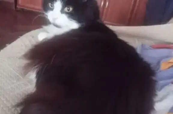 Пропала кошка, проспект Металлистов, 21 к1, Санкт-Петербург - photo