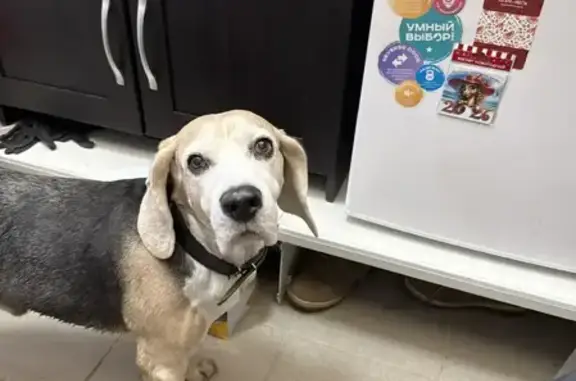 Найденные животные Балашиха, фото: Найден собака, мужской, Трубецкая улица, Балашиха