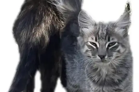 Пропал кот, Павловская, Краснодарский край - photo