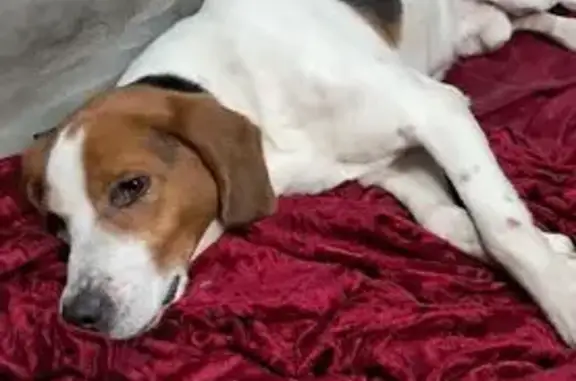 Найдена собака, Воронеж, фото: Найдена собака, проспект Патриотов, Воронеж - похожа на бигля