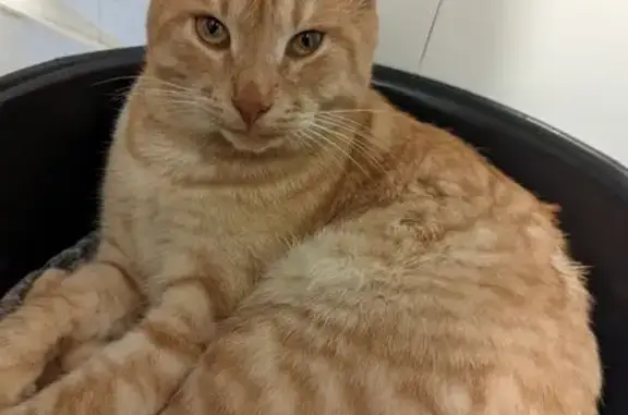 Пропал кот, 1-й Магнитный проезд, 16В, Саратов - светло рыжий, мальчик - photo