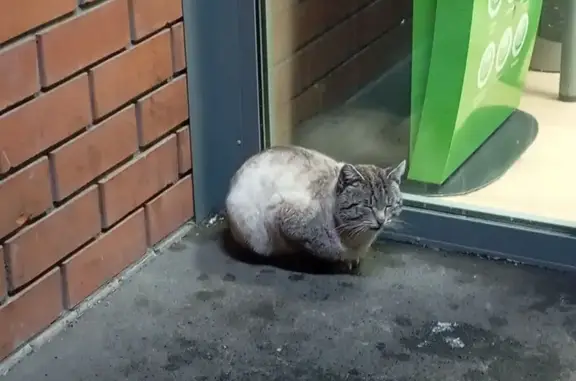 Найденные животные Барнаул, фото: Найдена кошка, улица Советской Армии, 121, Барнаул