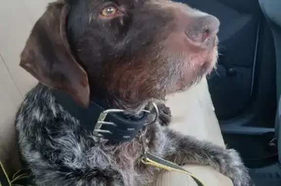 Найдена собака, Антоново, фото: Найдена собака, 17, Антоново - без ошейника и чипа