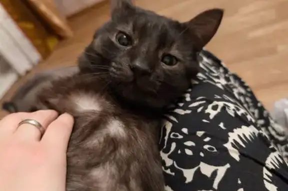 Пропала кошка, проспект Ленина, 131, Тула - photo