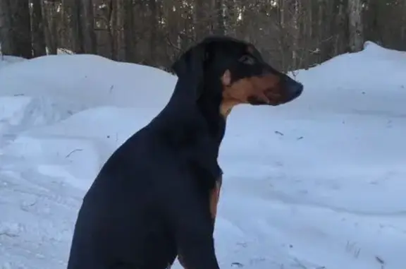 Найдена собака, Нижний Новгород, фото: Найдена собака, Стригино, Нижний Новгород - черно подпалый окрас