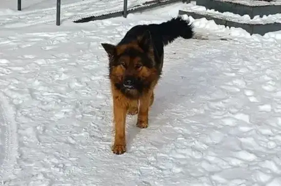 Пропала собака, улица Собинова, 5, городской округ Пенза - пушистая, похожа на овчарку - photo