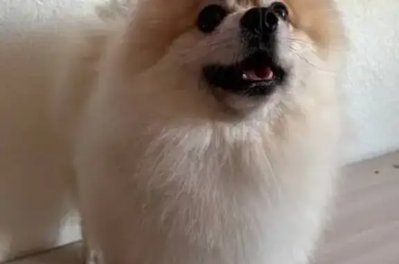 Пропал собака, улица Янтилина, 26, Сибай - немецкий шпиц кремового оттенка - photo