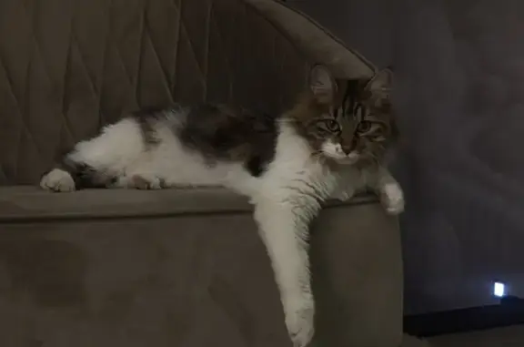 Пропала кошка, Большая Садовая улица, Ростов-на-Дону - photo