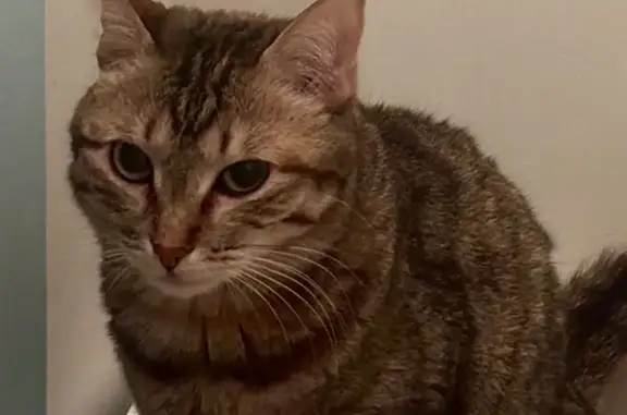 Кошки потеряшки, Братск, фото: Потеряшка кошка, Вокзальная улица, 7, Братск - пестрый коричневый окрас