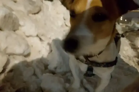 Пропал собака, 46Н-05256, Луховицы - 3 оранжевых пятна - photo