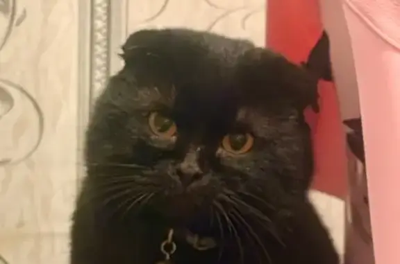 Пропал кот, Матвеев Курган, Ростовская область - чёрный вислоухий с ошейником - photo