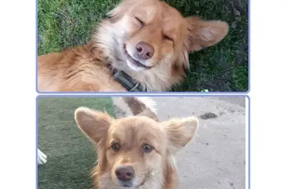 Объявления о пропавших и найденных животных, Тимашевск, фото: Найдена собака, улица Книги, Тимашёвск - рыжая, похожа на лисёнка