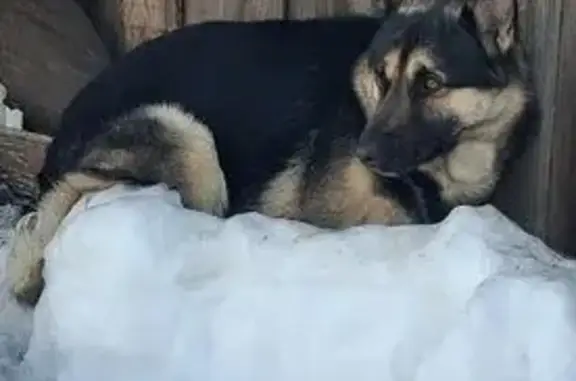 Найдена собака, Тула, фото: Найден собака, мужской, улица Мусоргского, 13, Тула - похож на молодую овчарку