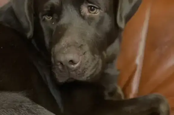 Потерянные животные Новый Уренгой, фото: Пропал собака, мужской, Приозёрная улица, 48, Новый Уренгой - шоколадный окрас, чипирован