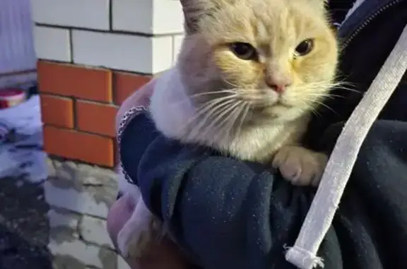 Объявления о пропавших и найденных животных, Старый Оскол, фото: Найдена кошка, Весёлая улица, Старый Оскол - бело-рыжий, ласковая