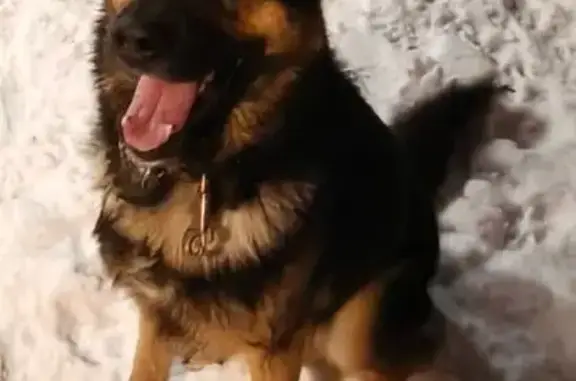 Потерянные животные Копейск, фото: Пропал собака, 2-й Дачный переулок, 4, Копейск - похож на овчарку