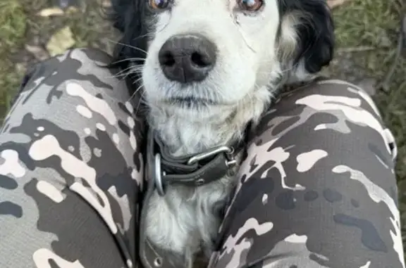 Пропала собака, улица Берёзовая Роща, 32, Майма - спаниель, чёрно-белый окрас - photo