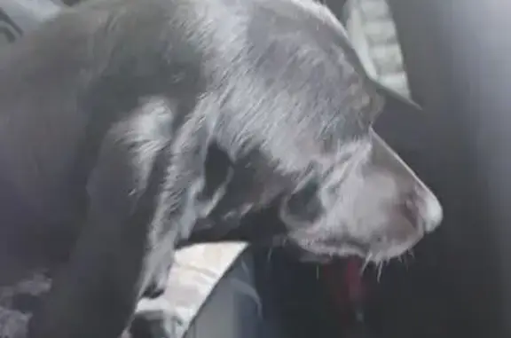 Объявления о пропавших и найденных животных, Каменский городской округ, фото: Найден собака, трасса Екатеринбург-Каменск-Уральский, Каменский городской округ - кобель, похож на таксу