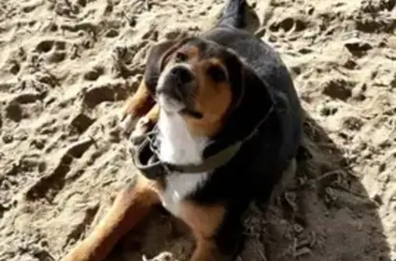 Объявления о пропавших и найденных животных, Нальчик, фото: Пропал собака, Убыхская улица, Нальчик - дружелюбный щенок