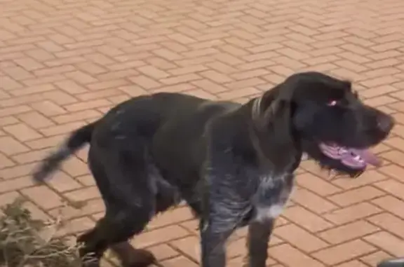 Найдена собака, Эстосадок, фото: Найдена собака, женский пол, площадь Роза, Эстосадок