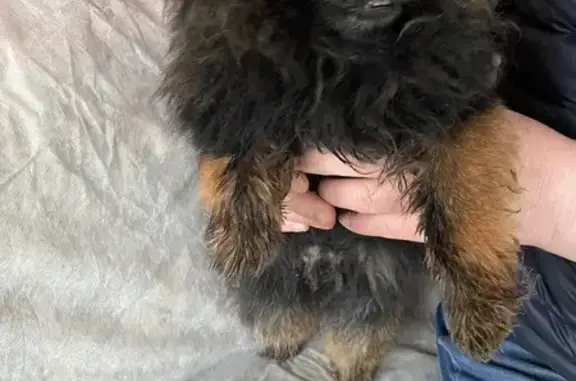 Найдена собака, Курск, фото: Найдена собака с ошейником, Профсоюзная улица, 19А, Курск