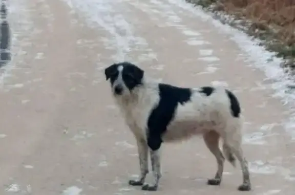 Пропала собака, женский пол, Кустанайская улица, Москва - черно-белый окрас - photo