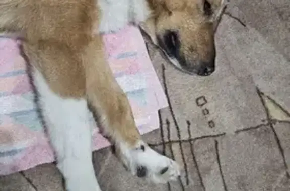 Найдена собака, Челябинск, фото: Найден собака, улица Братьев Кашириных, 101А, Челябинск - коричневый ошейник