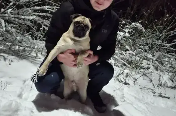 Пропал собака, Центральная улица, 120, городской округ Гуково - photo