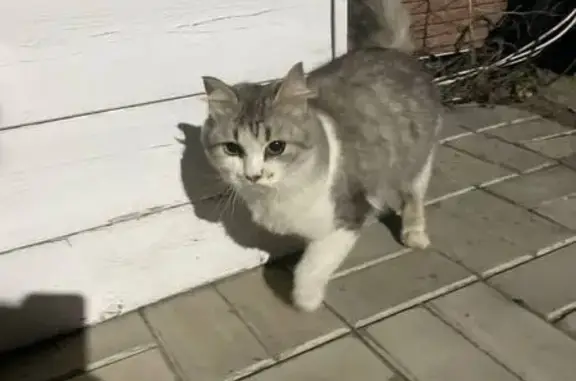 Объявления о пропавших и найденных животных, Волгоград, фото: Найдена кошка, улица Тулака, Волгоград - серо-белая, возможно кошечка