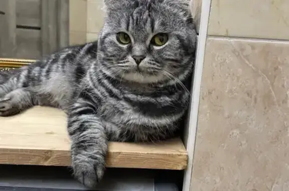 Пропал кот, улица Благодарова, 11, Саратов - британец полосатый - photo