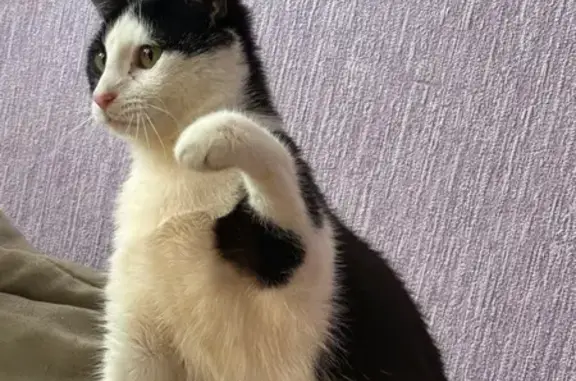 Пропал кот, Островская, Даниловка - черно-белый с пятном на лапе - photo