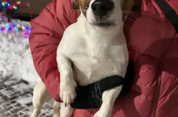 Объявления о пропавших и найденных животных, Кострома, фото: Найден собака, Профсоюзная улица, 8, Кострома - Джек Рассел, мужской