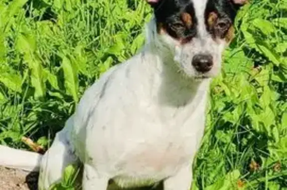 Пропала собака, Кострома, Костромская область - белая с чёрным пятнышком на спине - photo