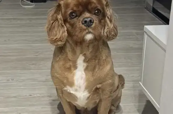 Пропал собака, Талдом, Московская область - рыжий спаниель, плохо слышит - photo