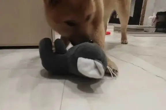 Собаки потеряшки, Салехард, фото: Потеряшка собака, Салехард, 17 микрорайон возле Поляриса - похожа на сибу ину