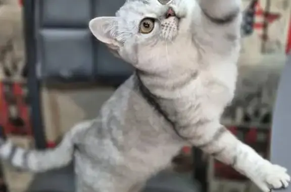 Объявления о пропавших и найденных животных, Смоленск, фото: Пропала кошка, улица Николаева, 34В, Смоленск - белая с серыми полосками