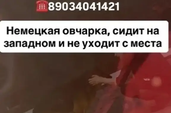 Найденные животные Ростов-на-Дону, фото: Найден собака, Ростов-на-Дону, Ростовская область - сидит и не уходит с места