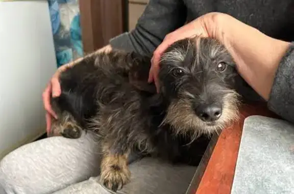 Пропал собака, улица Совхозная, 20, Мичуринский - жесткошерстная такса - photo