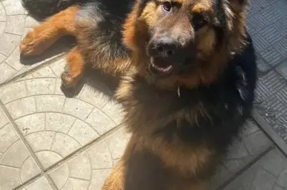 Пропал собака, улица Герцена, городской округ Пенза - хвостик пушистый - photo