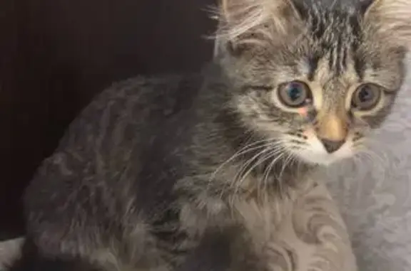 Пропал кот, улица Юрия Гагарина, Уфа - откликается на имя Буся - photo