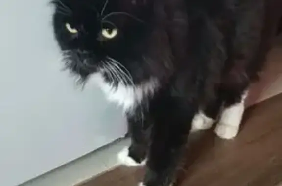 Пропала кошка, улица Марии Смирновой, 7, городской округ Тверь - photo