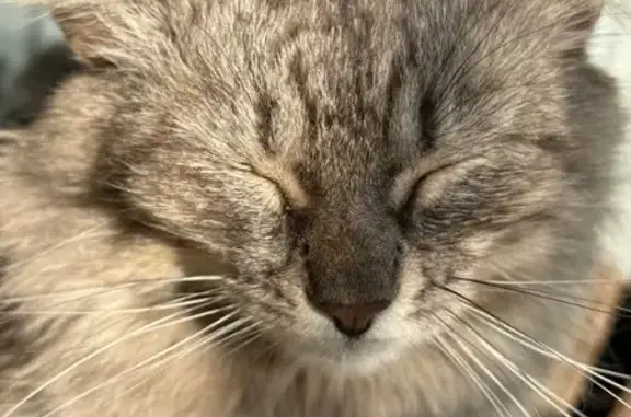 Пропала кошка, улица Олега Кошевого, Краснослободск - photo